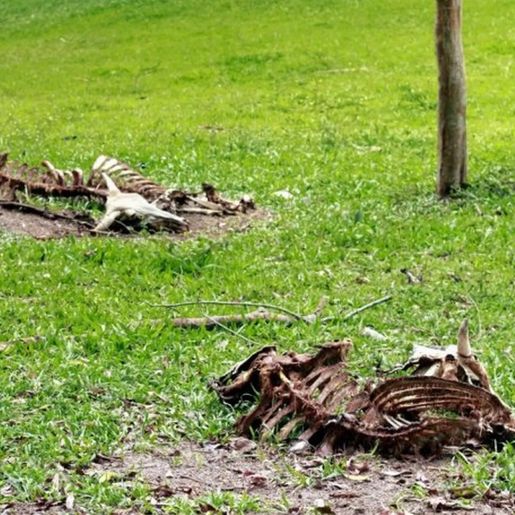 São João do Oeste debate alterações no programa de recolha de carcaças