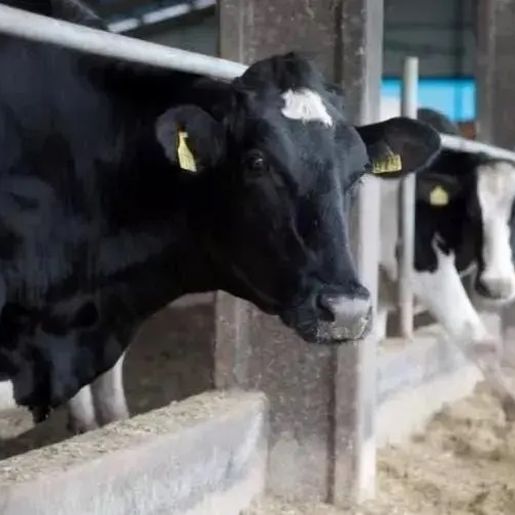 Furto de gado em SC lidera lista de crimes contra agronegócio em junho