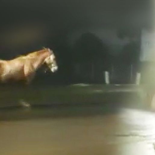 VÍDEO: Cavalo é flagrado correndo na contramão na Willy Barth em SMOeste