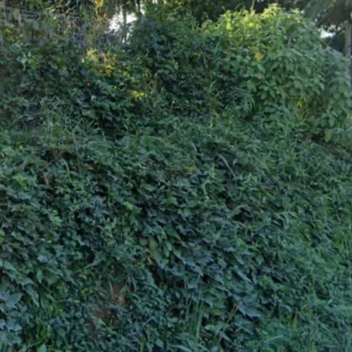 Bebê é encontrado dentro de sacola plástica em área de mata no Alto Vale de SC