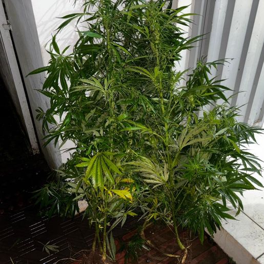 Polícia prende casal por tráfico de drogas em Paraíso