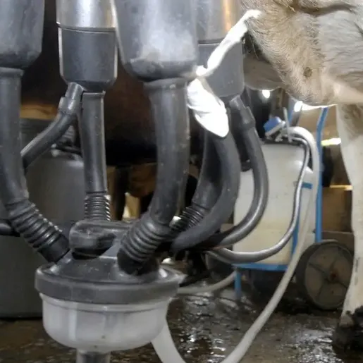 Preço do leite aumenta pelo sétimo mês seguido em Santa Catarina