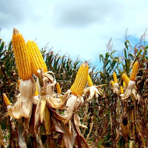 Epagri prevê perda de R$ 75 milhões na agricultura devido a seca