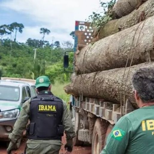 Exploração de madeira ilegal no Amazonas cresce e chega a 62%