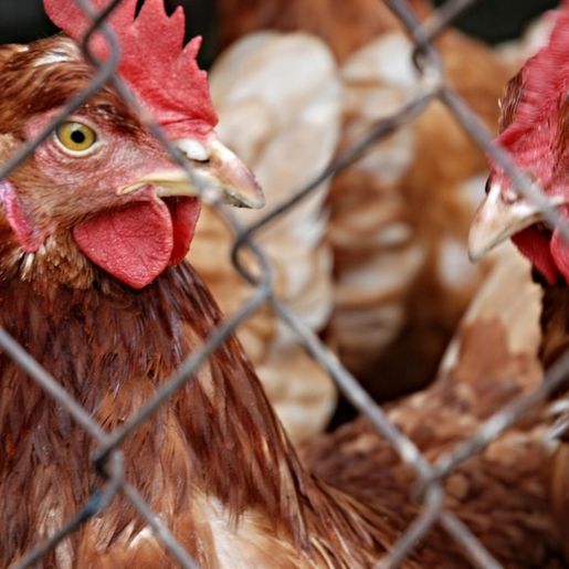 Trabalhador de granja no RS é isolado após possível infecção por gripe aviária