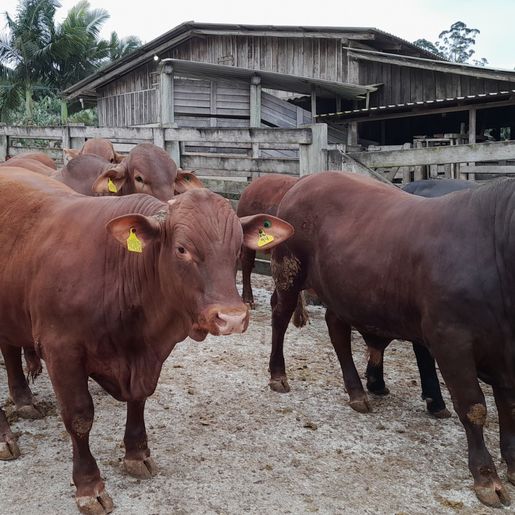 Programa Novilho Precoce aumenta produtividade de carne bovina no Estado