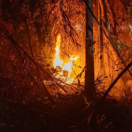 Brasil registra em 2024 aumento de 79% de áreas queimadas