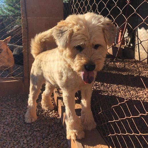 Ong Amigo Bicho anuncia superlotação e suspende recolha de animais