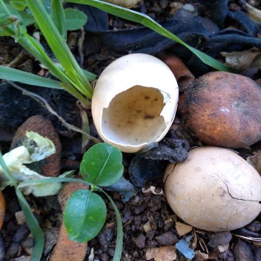 Tunápolis confirma primeiro caso de dengue no ano