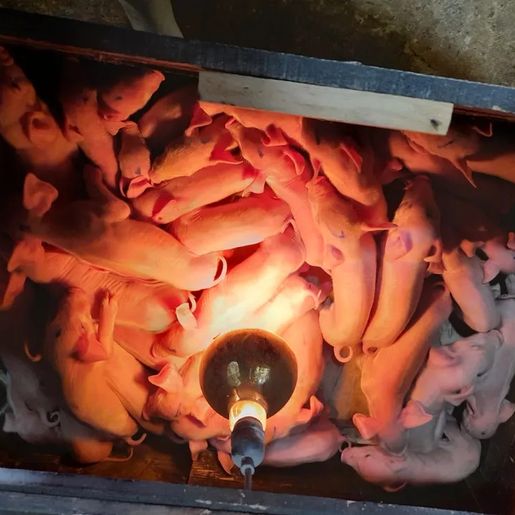 Porca que deu à luz 41 leitões em SC recebe ajuda de outras leitoas para amamentar filhotes