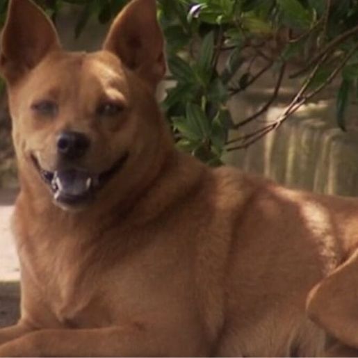 Casos de maus-tratos a animais em SC passam de 5 mil e já superam total de 2024