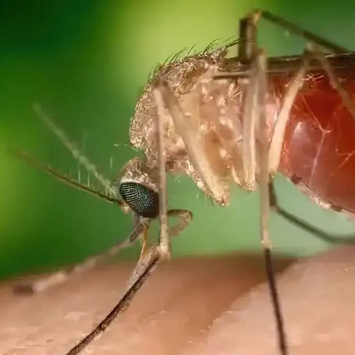 Brasil registra quase 3 mil casos de Oropouche em 2025