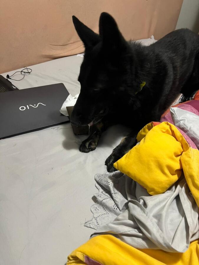 Operação contra tráfico de drogas cumpre mandados em Maravilha e SMO