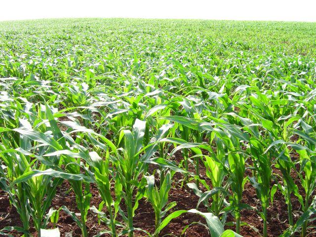 Agrônomo aponta incertezas para o plantio de milho