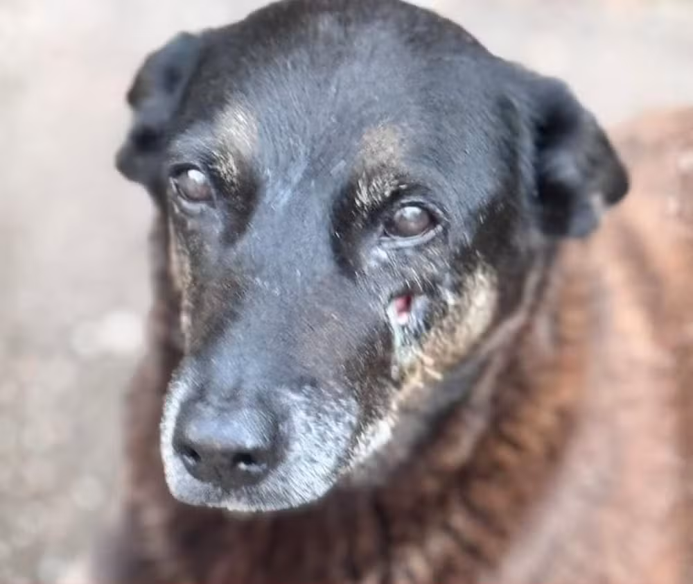 MPSC pede novas diligências à Polícia Civil dois meses após conclusão de inquérito