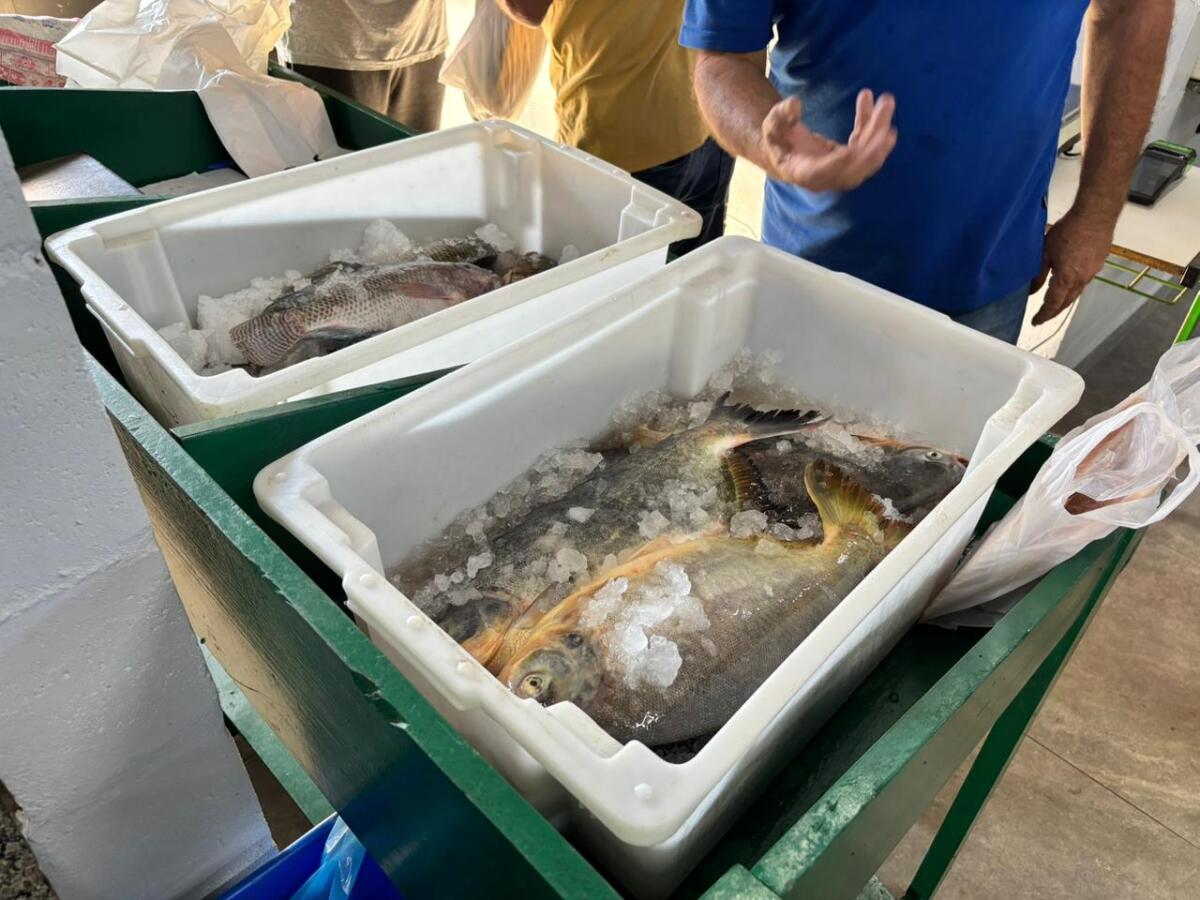Feira do Peixe de SMO movimenta público e projeta venda recorde de até 6 toneladas