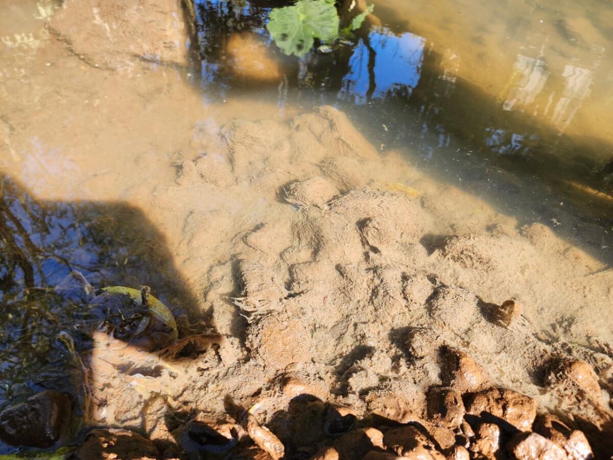Polícia Militar Ambiental identifica origem de poluição em riacho de Itapiranga