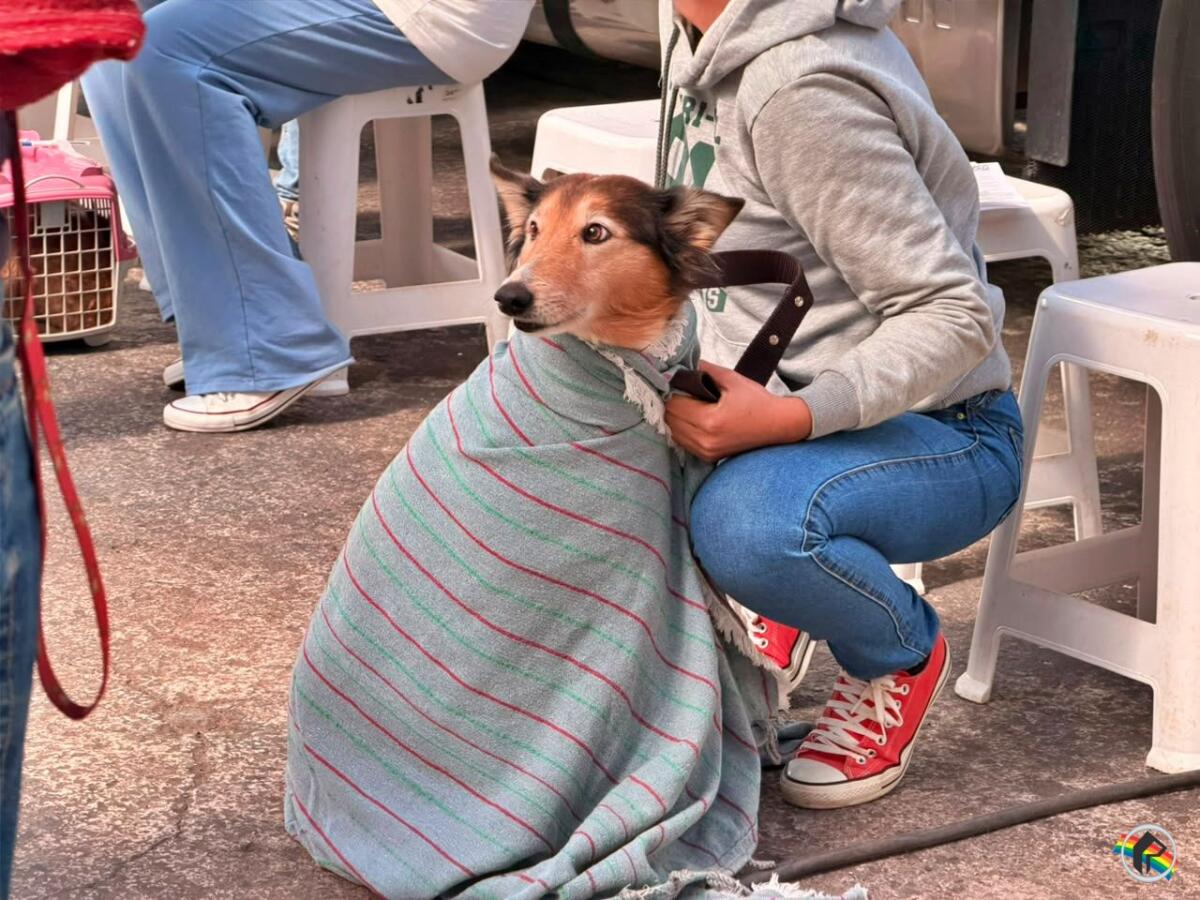 São Miguel do Oeste realiza segunda etapa de mutirão gratuito de castração de cães e gatos