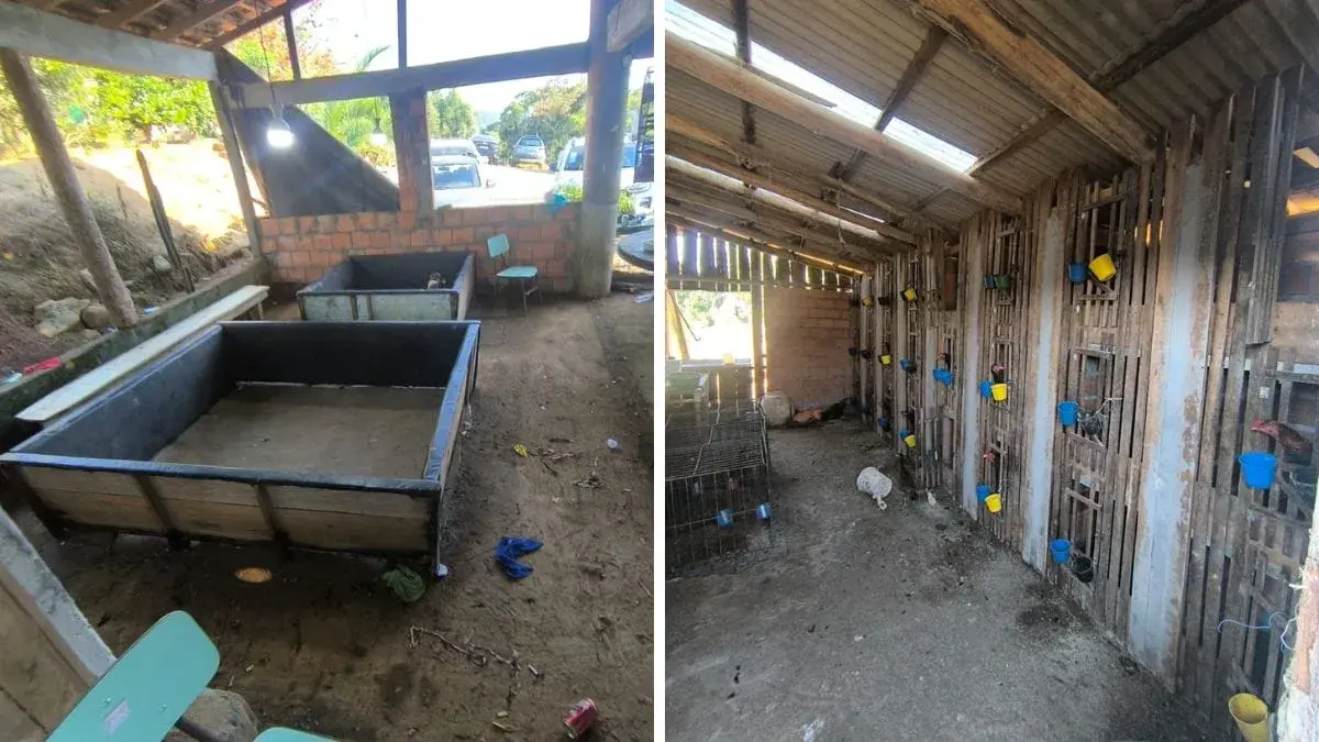PM encontra 68 galos em local usado para rinhas e apreende R$ 12,5 mil em SC
