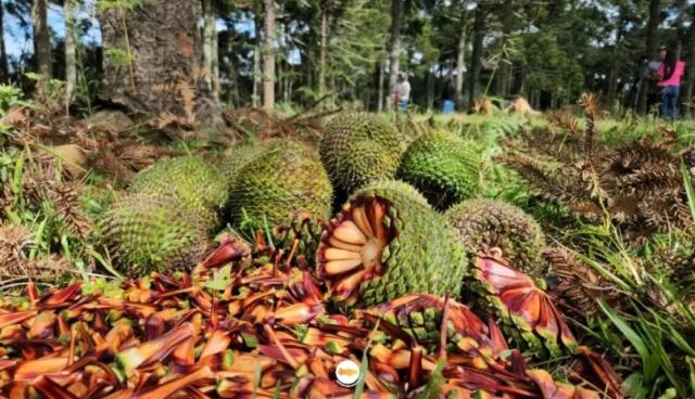 Safra de pinhão deve cair 32% em SC e pode impactar preços em 2026