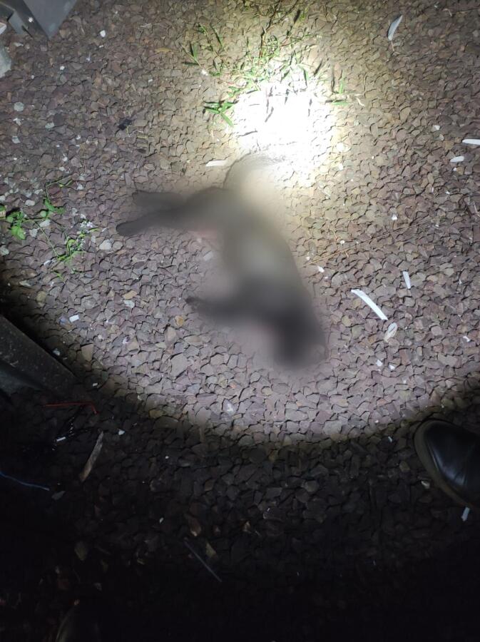 Invasão de gato causa queda de energia em São Miguel do Oeste