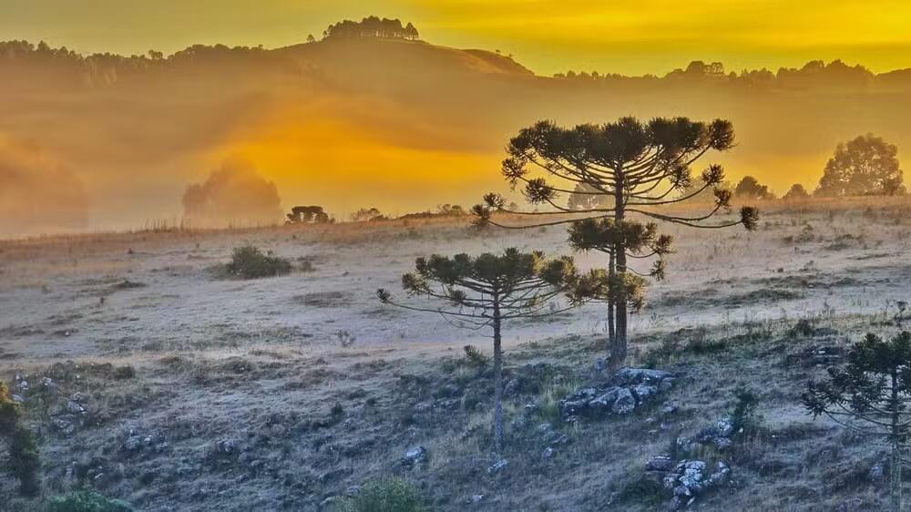 Frio volta a ganhar força em Santa Catarina e temperaturas podem chegar a 0°C