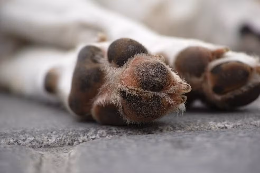 Mulher é condenada por pagar R$ 100 para homem matar cão da filha em SC