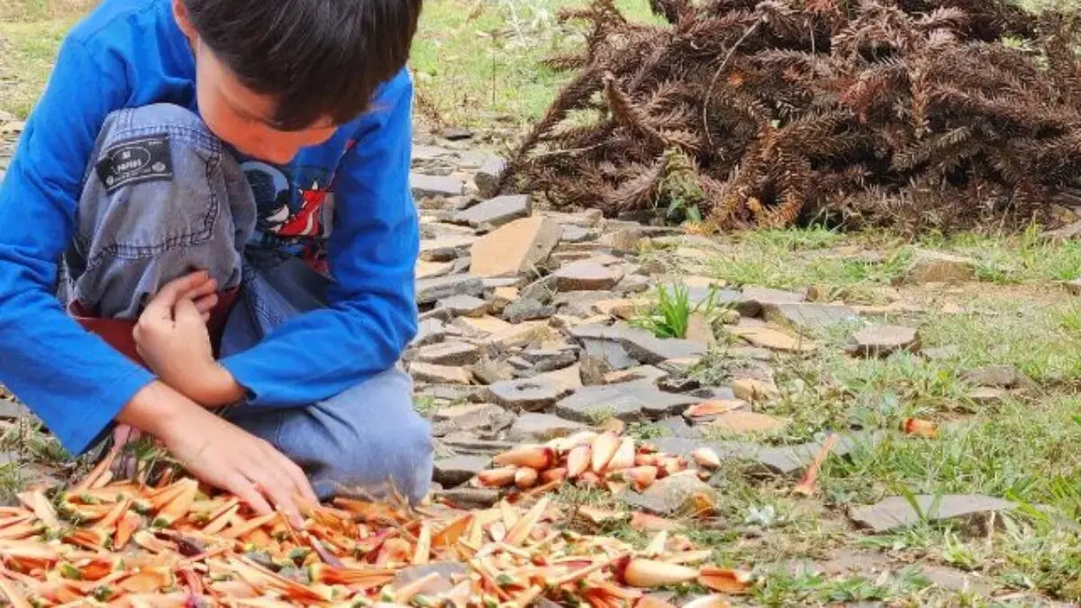 Queda de 35% no pinhão preocupa agricultores e revela efeito do clima em SC