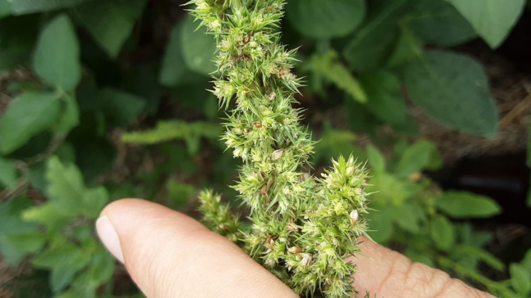 Cidasc confirma foco de caruru-gigante em Campo Erê e adota medidas para conter praga