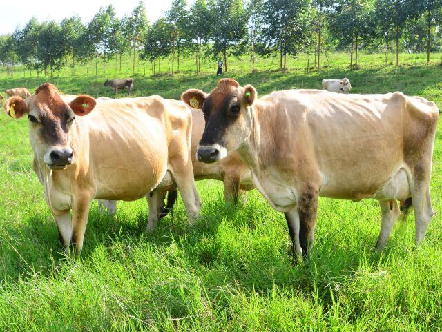 Epagri abre inscrições para o VI Fórum Oeste Catarinense do Leite