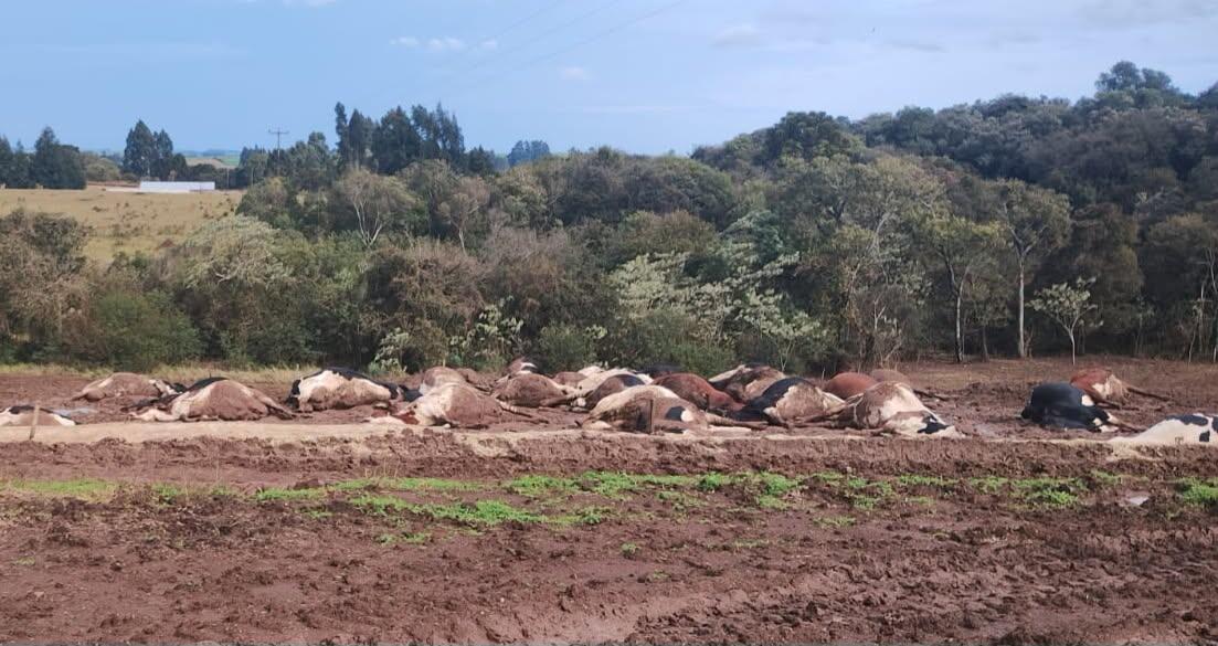 Cerca de 30 vacas morrem eletrocutadas após rompimento de fio de energia em Abelardo Luz