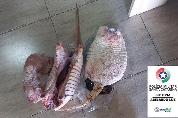 PM encontra três animais silvestres abatidos e congelados em Abelardo Luz