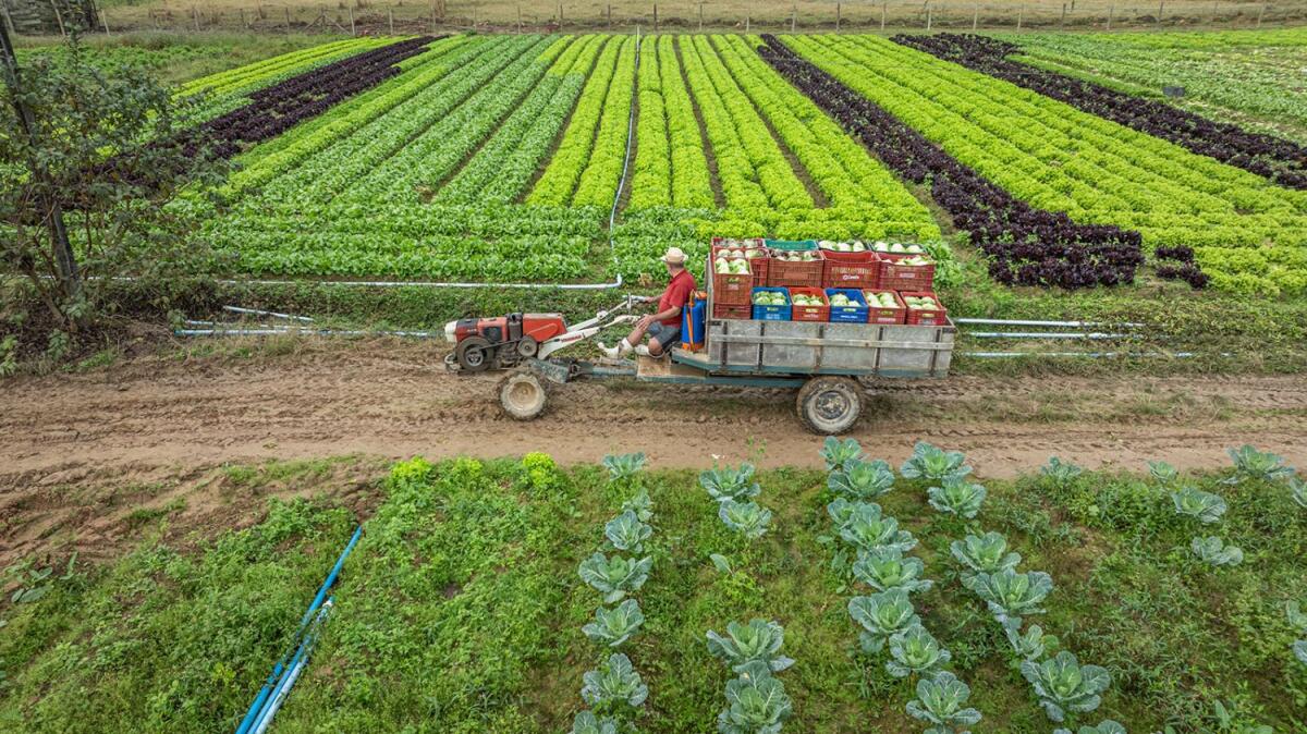 SC amplia para R$ 2,5 milhões limite mensal de créditos de ICMS para produtores rurais