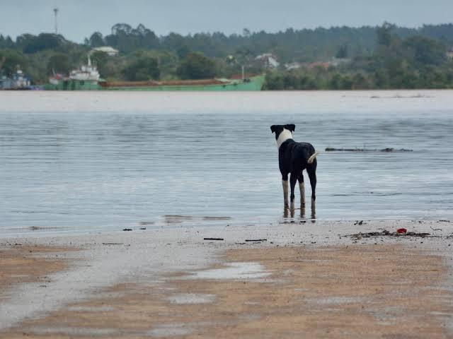 Câmara aprova suspensão da carteira de motorista de quem abandona animal