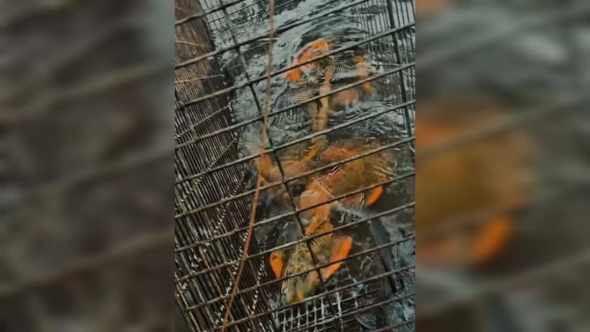 Polícia Militar Ambiental realiza operação contra pesca predatória em Itapiranga