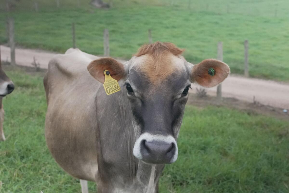 Indenização rápida evita prejuízos e fortalece combate a doenças em rebanhos de SC