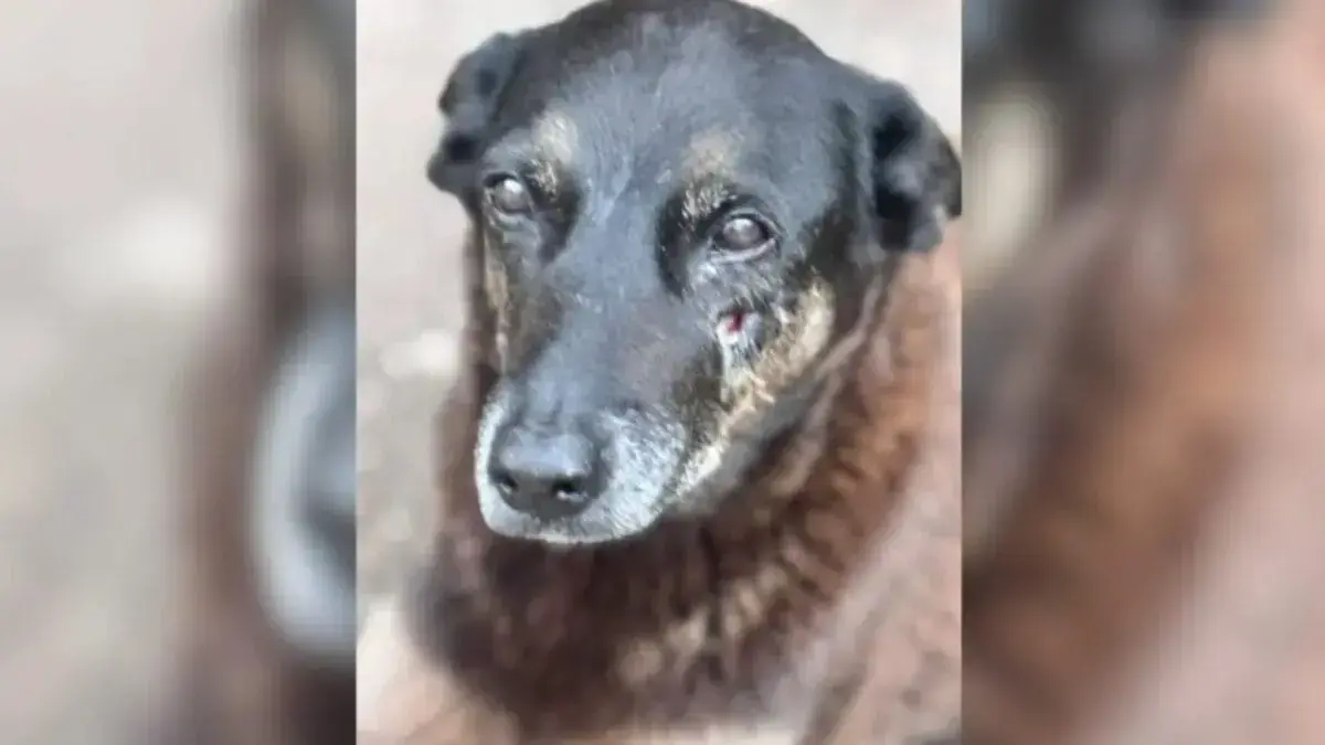 CCJ da Alesc aprova projeto que responsabiliza pais por maus-tratos a animais