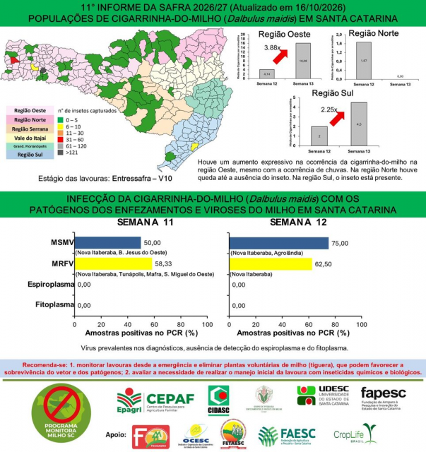 População de cigarrinhas-do-milho cresce quase 288% no Oeste de SC, aponta Epagri