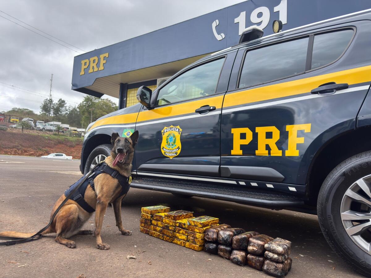 Cães da PRF encontram 35 quilos de drogas escondidos em catalisador de carreta na BR-282