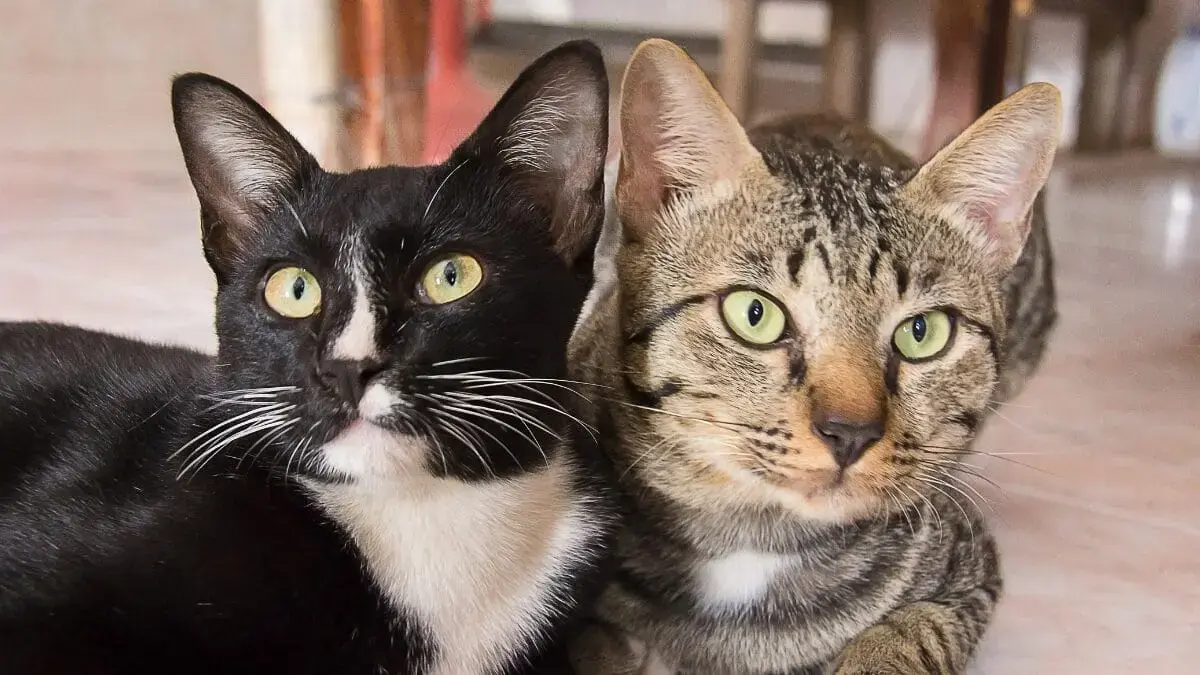 Resgate de 400 gatos em apartamento envolve até Ministério Público para acordo em SC