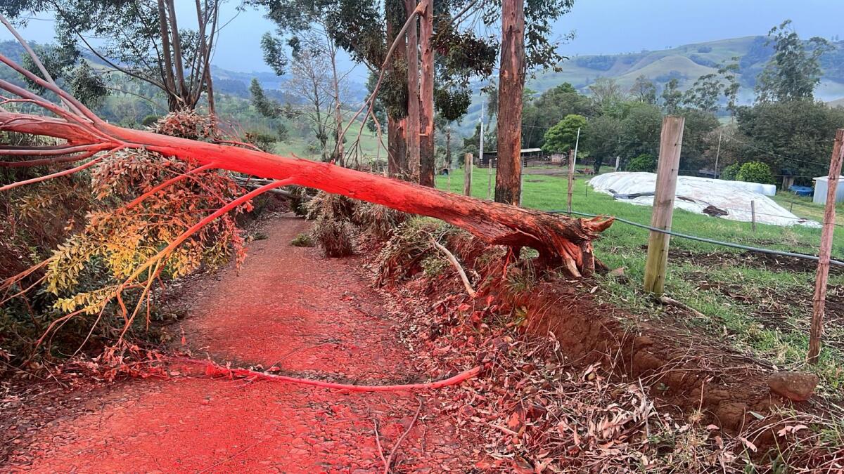 Fortes ventos derrubam árvores e bloqueiam vias no interior de Anchieta