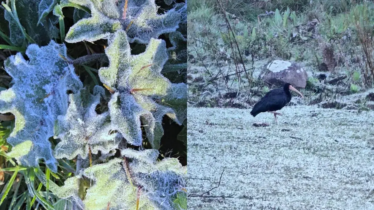 Geada “congela” plantas e transforma cenário na região mais fria do Brasil