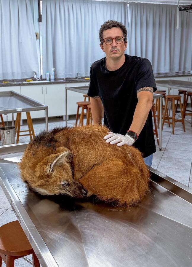 Dois lobos-guará morrem em menos de sete dias em Santa Catarina