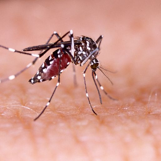 Dois casos de dengue são confirmados em SMO