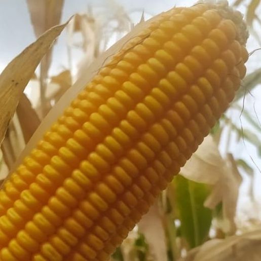 Curso sobre produção de sementes de milho será realizado em Mondaí