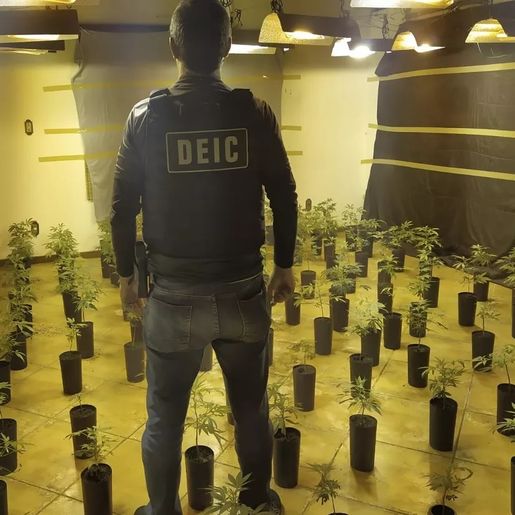 Polícia descobre plantação de supemaconha traficada pelo correio em SC