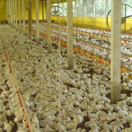 Suspeita de gripe aviária em humano no RS é descartada após exames