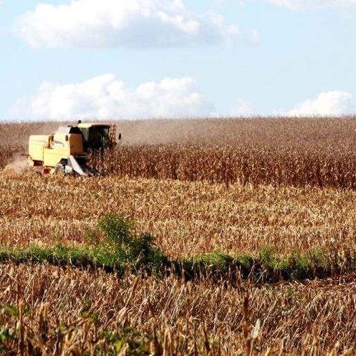 Retomada à Rota do Milho está avançando lentamente, afirma coordenador