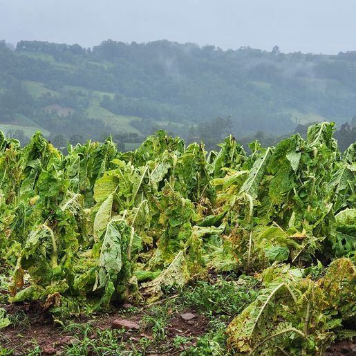 Temporal causa grandes prejuízos no interior de Itapiranga