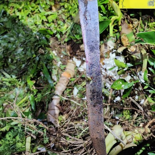 Polícia Civil divulga detalhes do assassinato de mulher em Maravilha